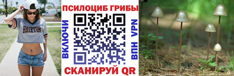 Псилоцибиновые грибы Cubensis  Ухта 